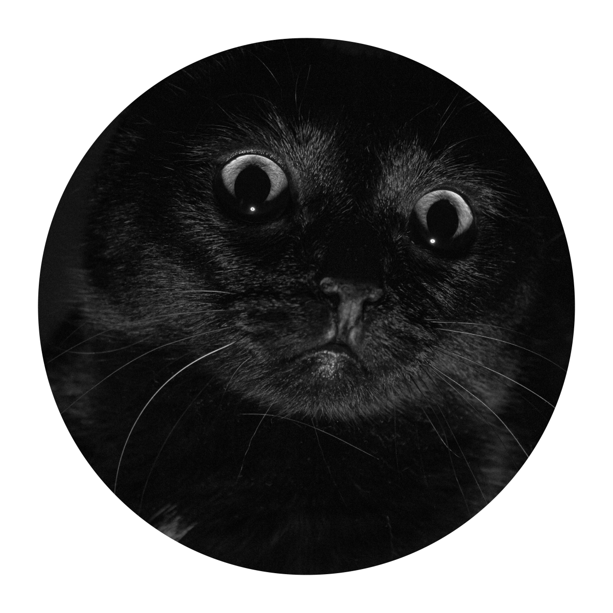 black-cats-are-they-lucky-or-unlucky-camp-hollow