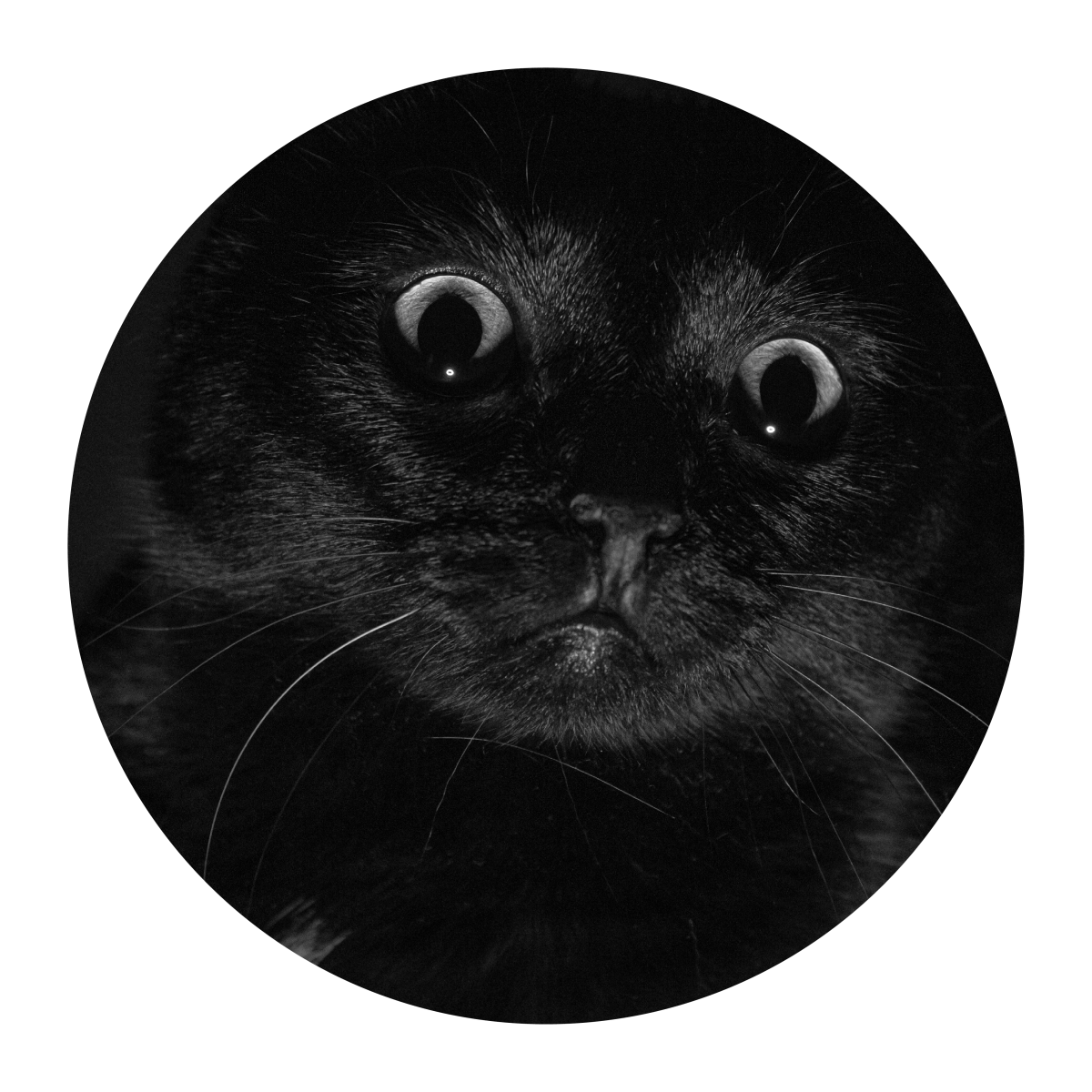 Are Black Cats lucky or unlucky? - Camp Hollow
