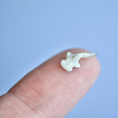 World's Tiniest Hammerhead Shark Figurine Camp Hollow